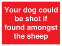 your-dog-could-be-shot-if-found-amongst-the-sheep~